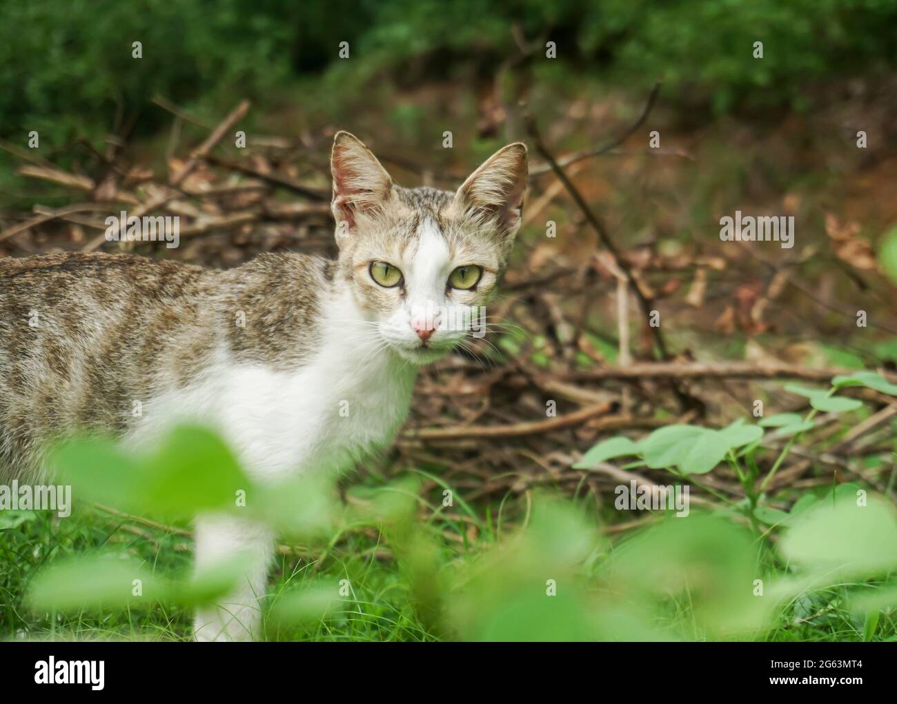 Porträt einer Katze, die im Freien herumstreift Stockfoto