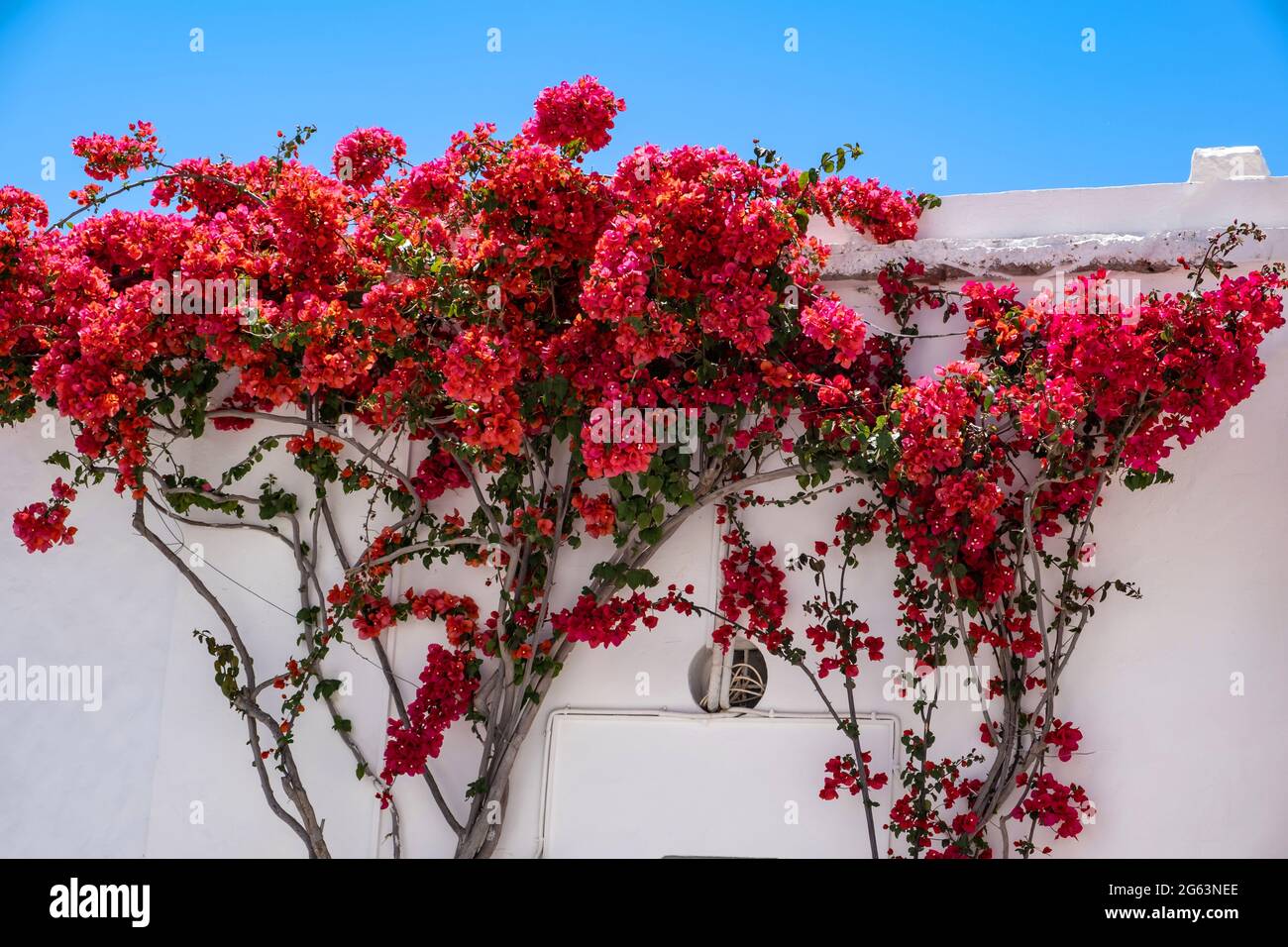 Griechische Insel Kykladen Griechenland. Bougainvillea blühende Pflanze, rote Farbblumen auf weiß getünchten Gebäudewänden, klarer blauer Himmel Hintergrund, sonniger Tag. Summ Stockfoto