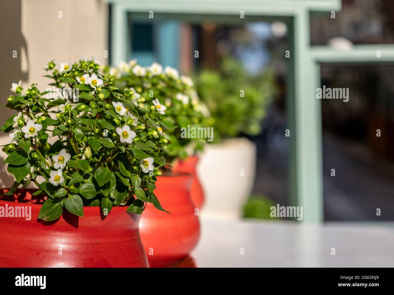 Kleine weiße Blüten in roten Keramikköpfen auf einer Fensterbank. Blühende Pflanze gegossen, traditionelle Außenhausdekoration auf den Kykladen-Inseln, Gree Stockfoto