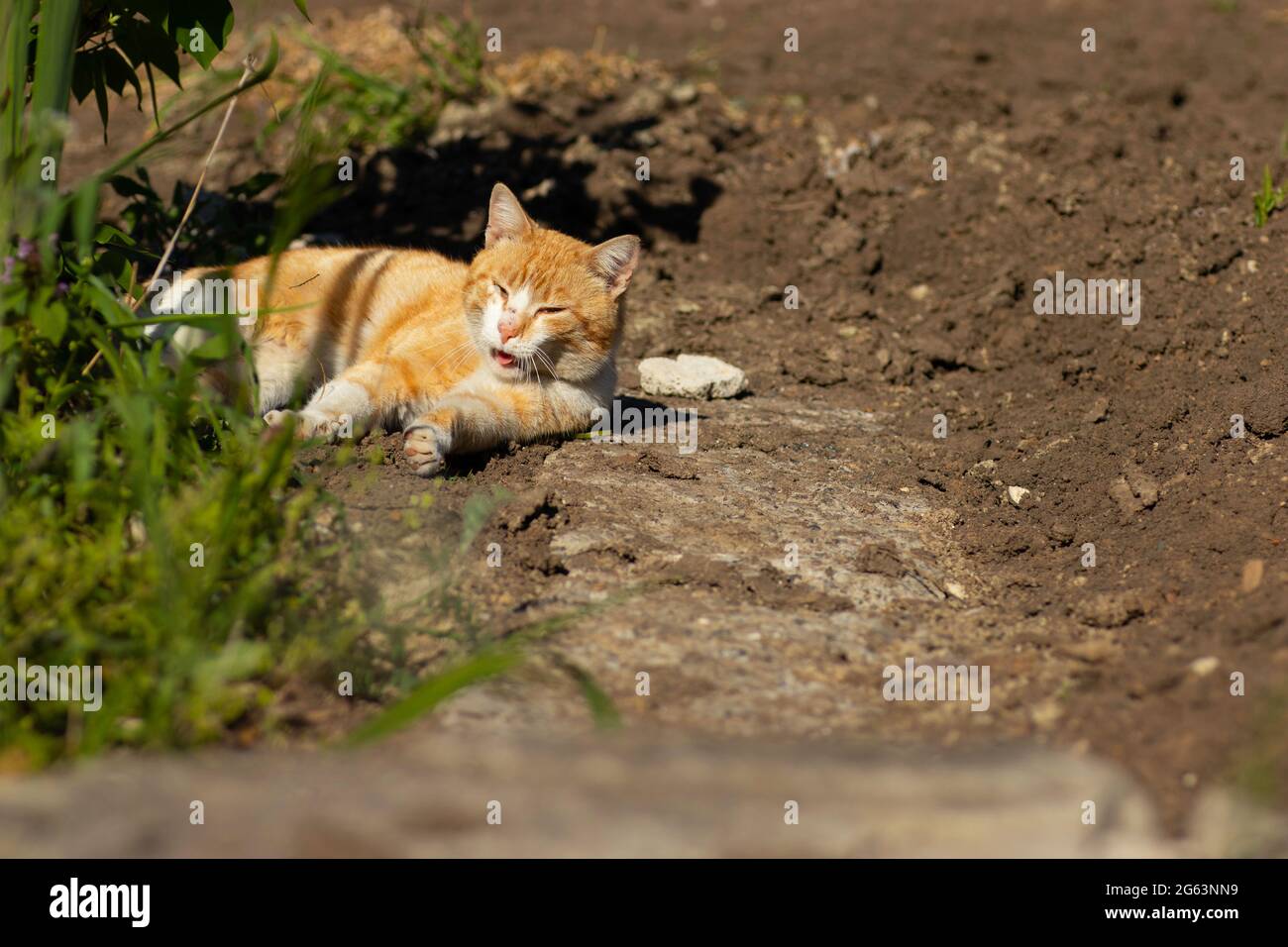 Ingwerkatze ruht im Sommer in einem grünen Blumenbeet, heimische Ingwerkatze Stockfoto