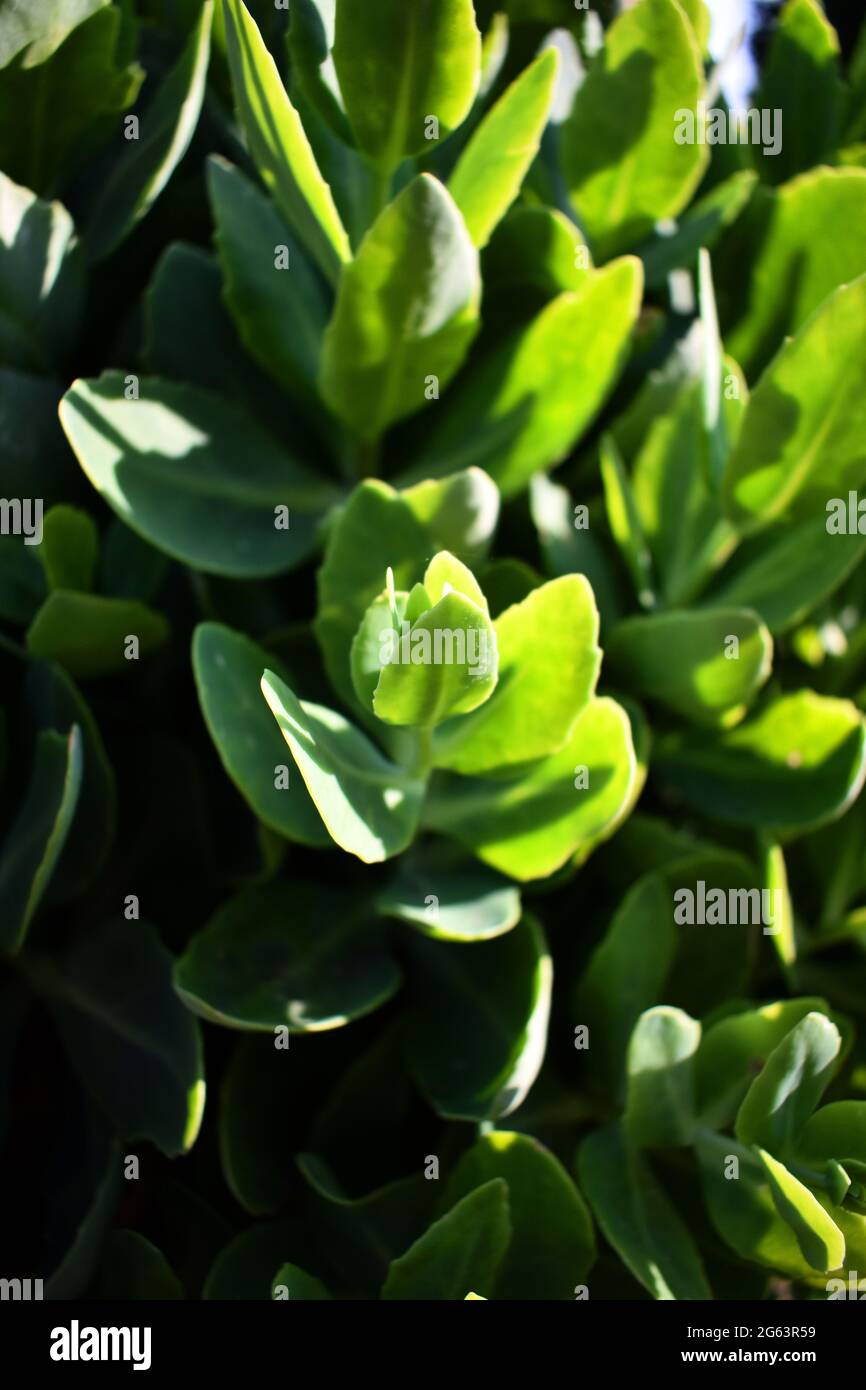 Blätter von Sedum spectabile Sukulente von der Seite von der Sonne beleuchtet. Stockfoto