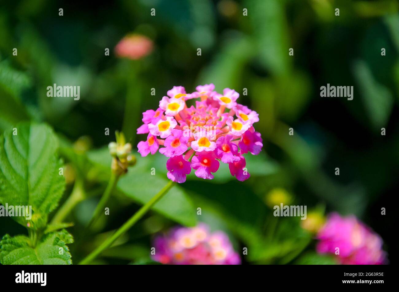 Rosa Blumenstrauß auf grünem Hintergrund Stockfoto