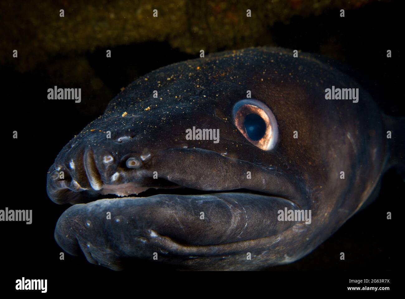 Nahaufnahme eines europäischen Conger Aals (Conger Conger) in einem Spalt im Glen Strahlan Wrack Stockfoto