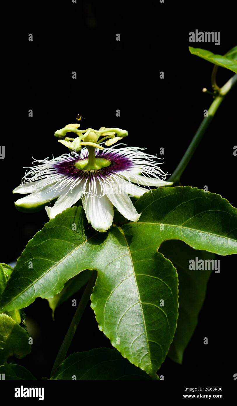 Passionsblume mit Blättern in dunklem Hintergrund Stockfoto