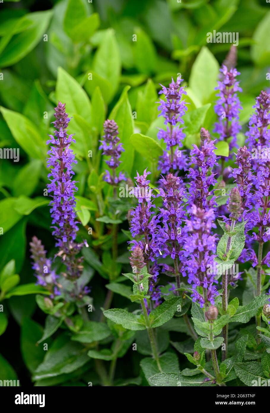 Die wunderschöne, beliebte Gartenblume, die Purple Salvia, ist auch als Purple Sage bekannt Stockfoto