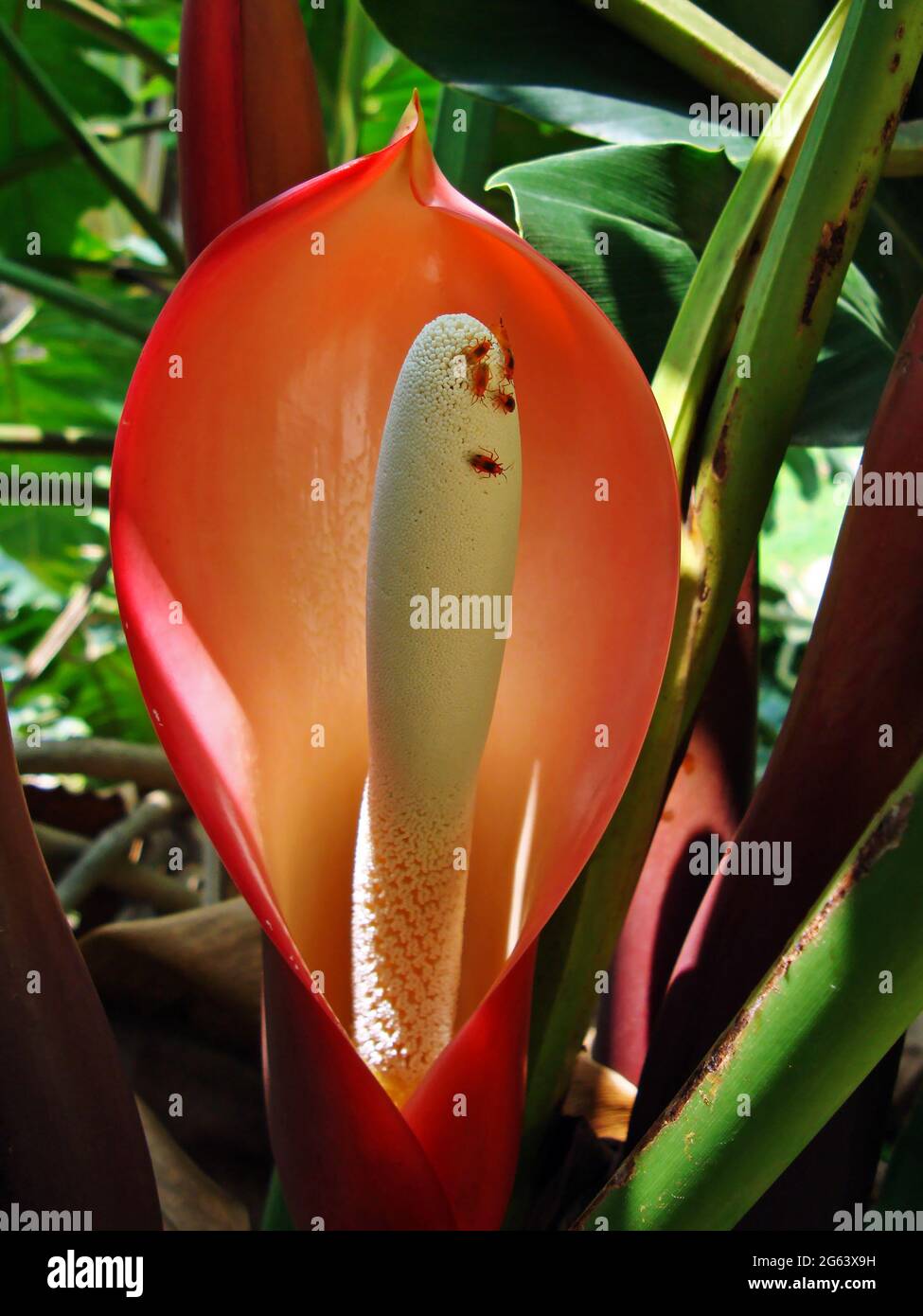 Philodendron flower -Fotos und -Bildmaterial in hoher Auflsung  Alamy