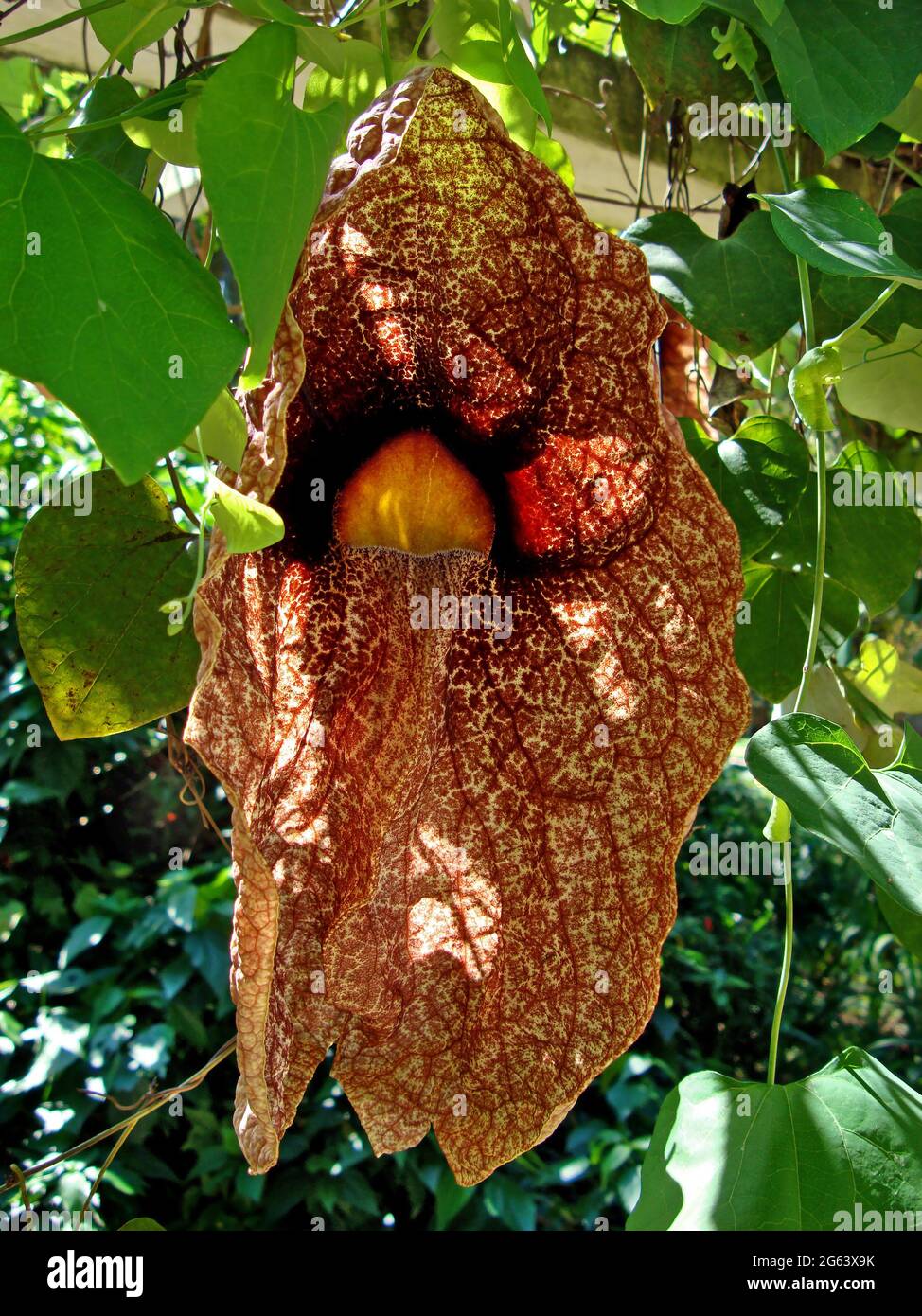 Brasilianische Holländerpfeife oder riesige Pelikanblume (Aristolochia gigantea) Stockfoto