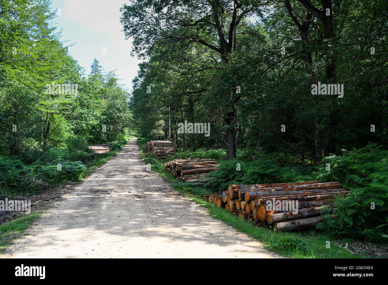 Waldmanagement im New Forest Hampshire Entfernen von Bäumen für die Holzproduktion und Wiederherstellung der natürlichen Lebensräume und Gesundheit des Waldes. Stockfoto