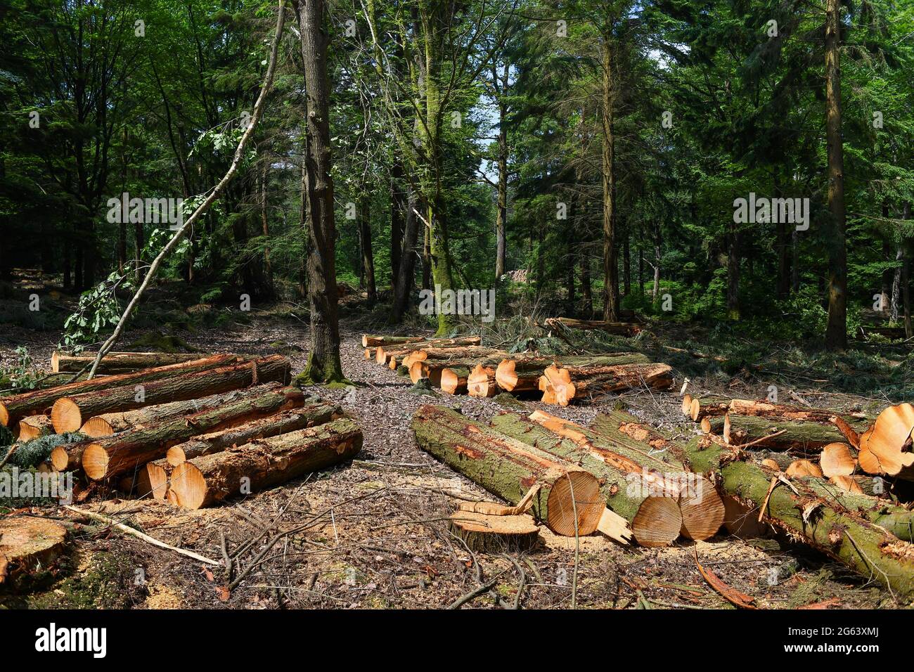 Waldmanagement im New Forest Hampshire Entfernen von Bäumen für die Holzproduktion und Wiederherstellung der natürlichen Lebensräume und Gesundheit des Waldes. Stockfoto