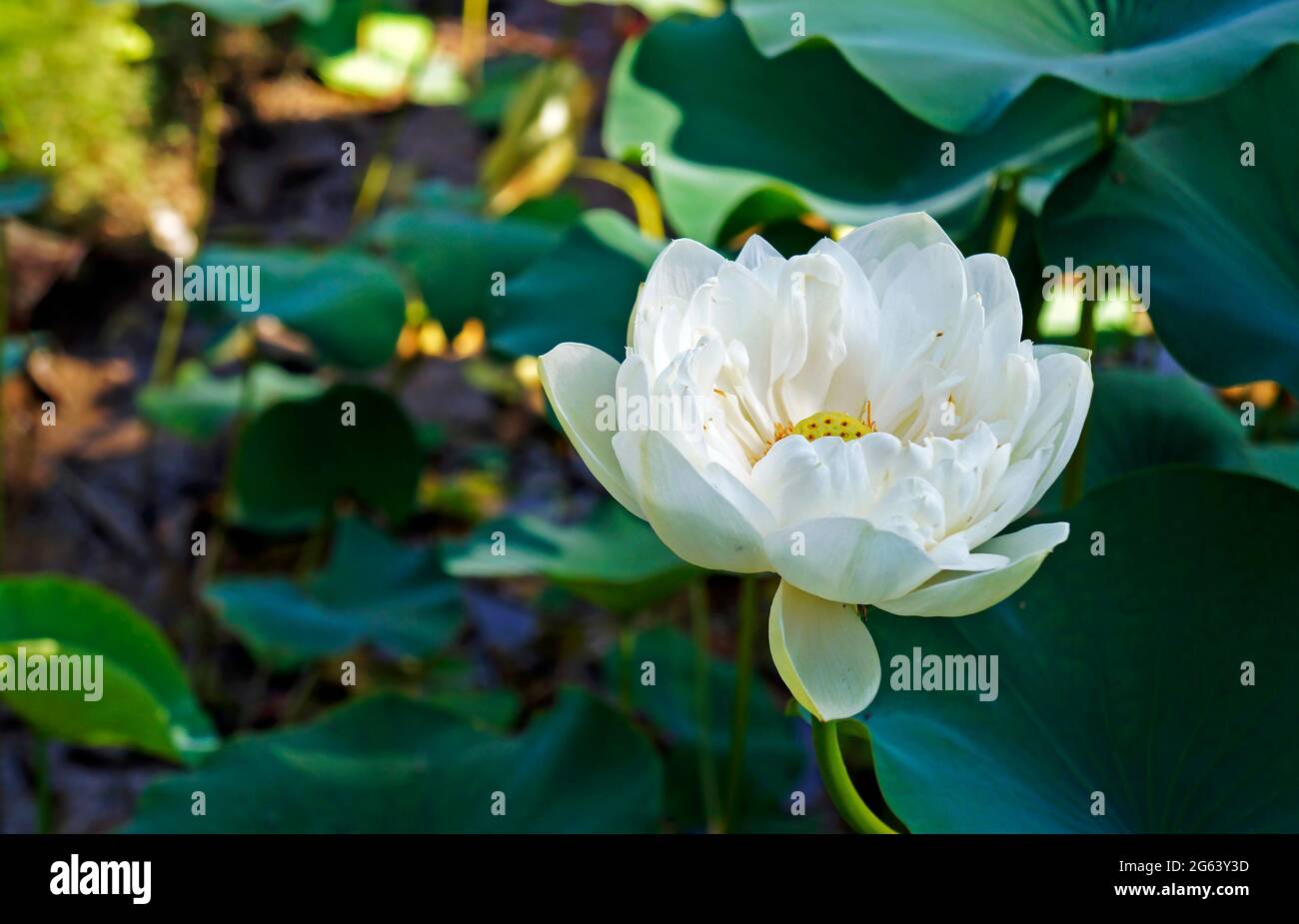Weiße Lotusblume (Nelumbo nucifera) Stockfoto