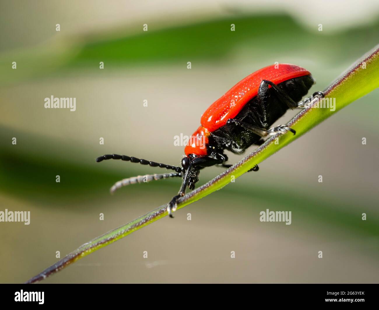 Lilienkäfer, Lilioceris lilii, eine Schädlingsart von Lilien und Fatillarien, in einem britischen Garten Stockfoto