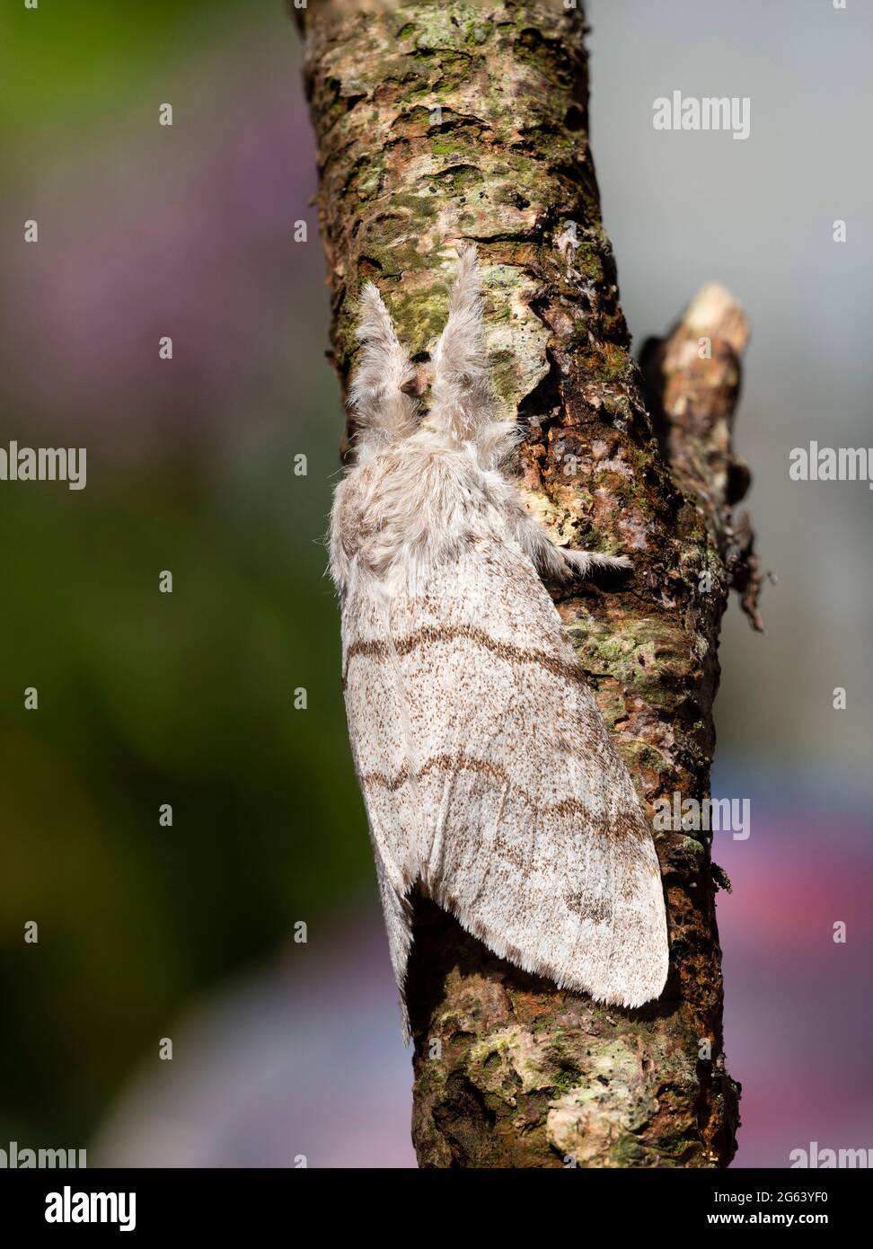 Der in Großbritannien geborene Erwachsene Pale Tussock-Motte, Calliteara pudibunda, ruht auf einem Ast Stockfoto