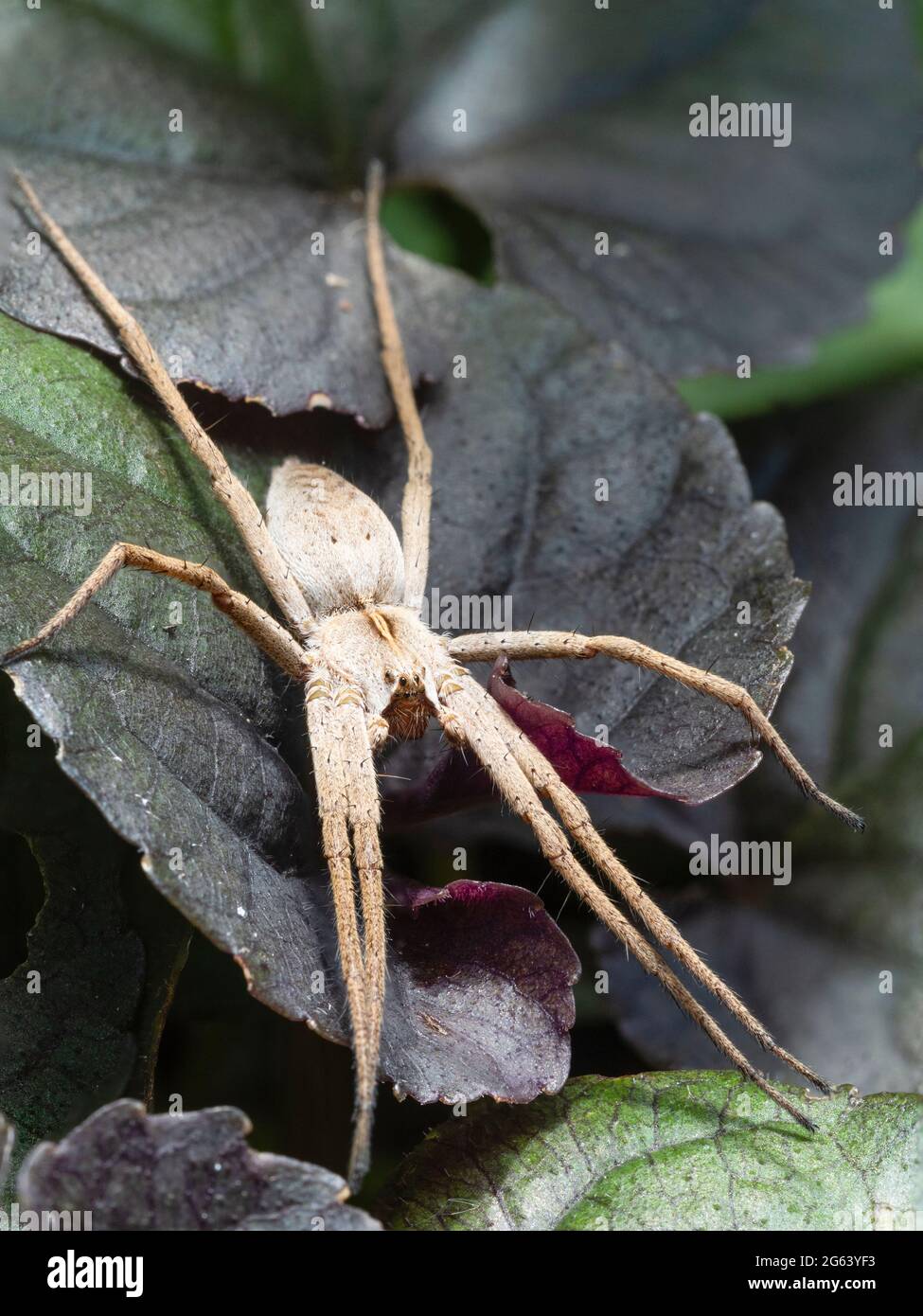 Die in Großbritannien geborene, Erwachsene Netzspinne Pisaura mirabilis ruht auf Viola-Blättern in einem Garten in Plymouth Stockfoto