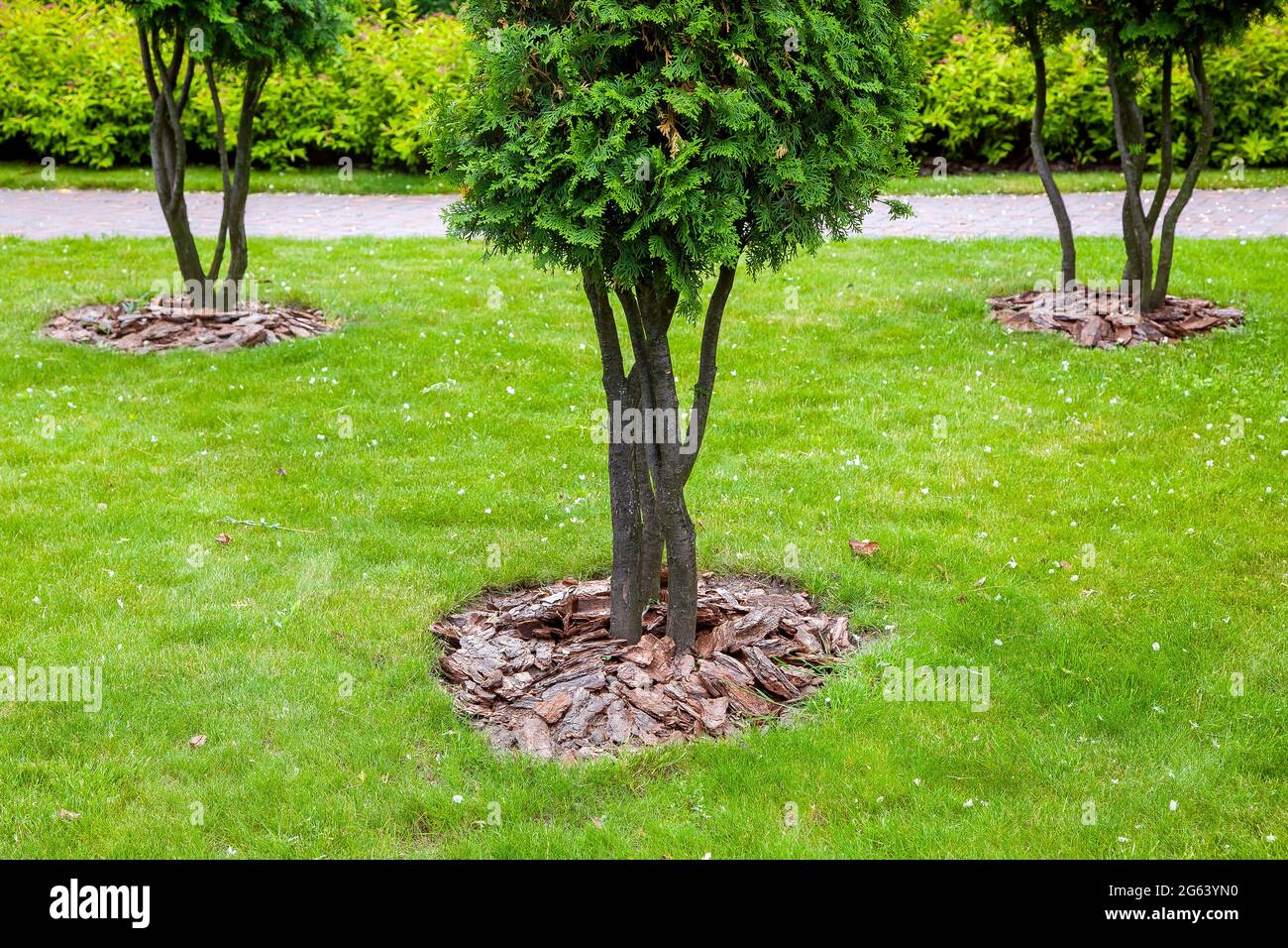 prolific wisteria Chinese Wisteria Sinensis Prolific