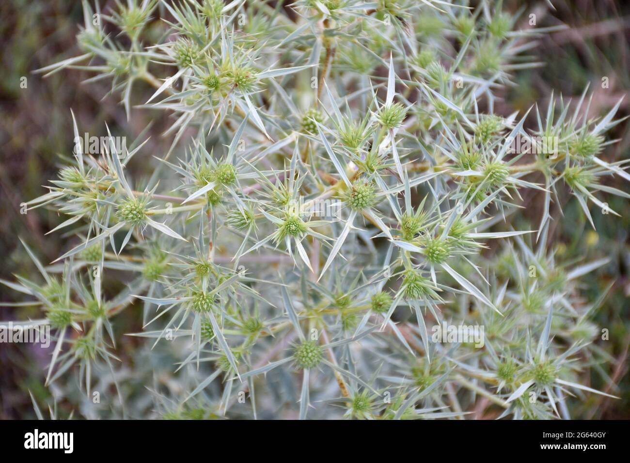 Grüne und weiße Blüten der Distel Runner (Eryngium campestre). Forststraße im Cidacos-Tal. Munilla, La Rija. Stockfoto