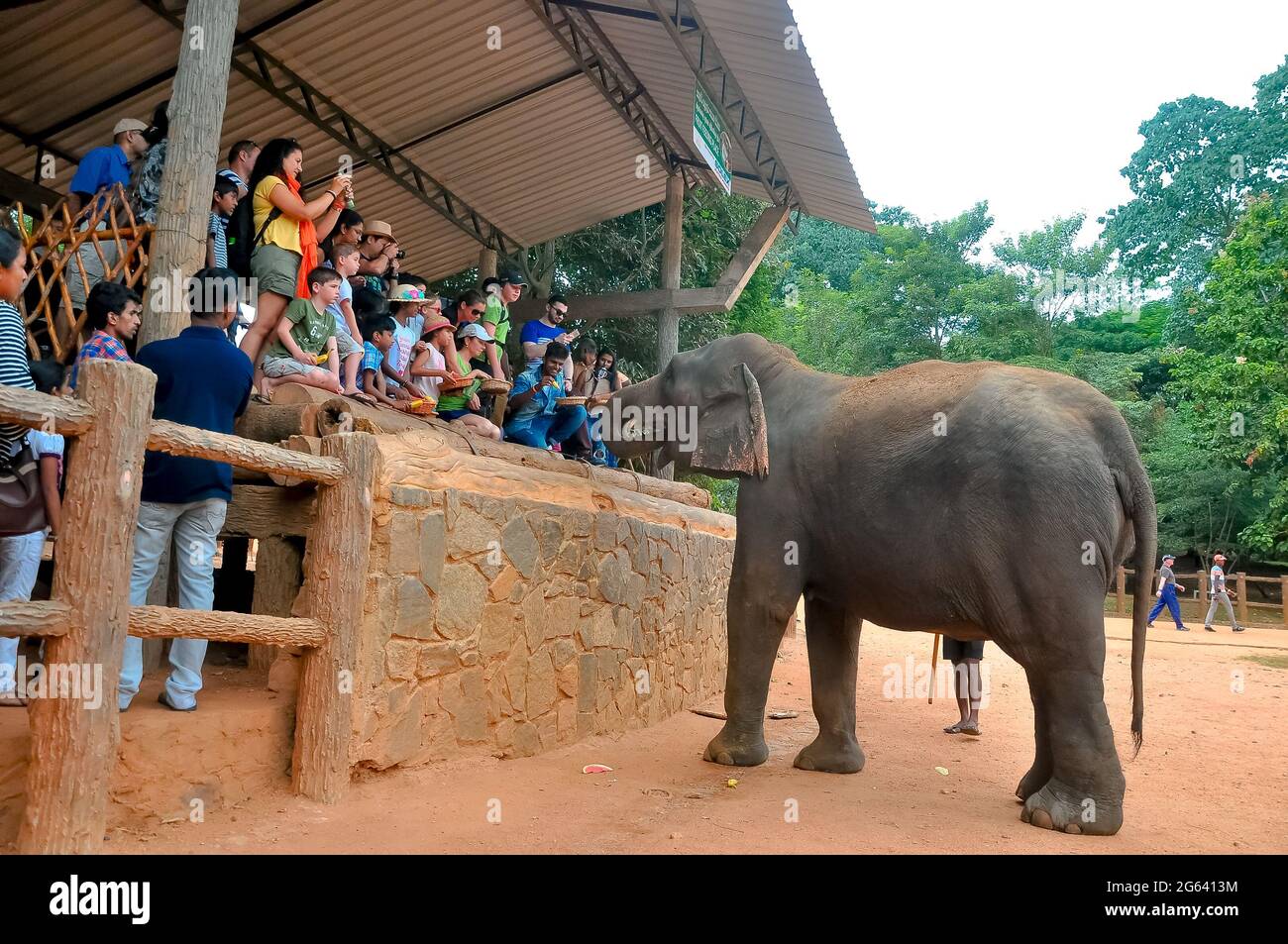 26. August 2016 - pinnawala, sri lanka. Ein Tourist gibt die Lebensmittel an Elefanten in pinnawala Elefanten Waisenhaus, srilanka Stockfoto