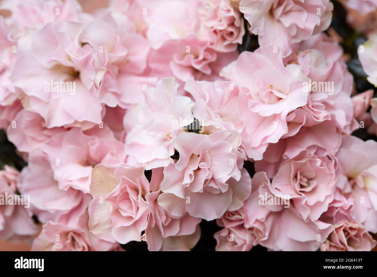 Doppelt rosa Azaleen Blumen Textur Hintergrund, weiches Licht Stockfoto