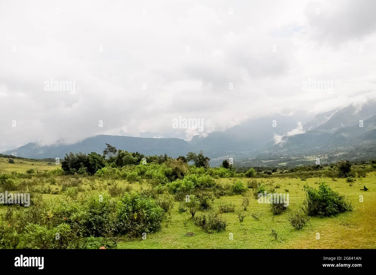 Pitawala pthana plant in Riverston srilanka Stockfoto