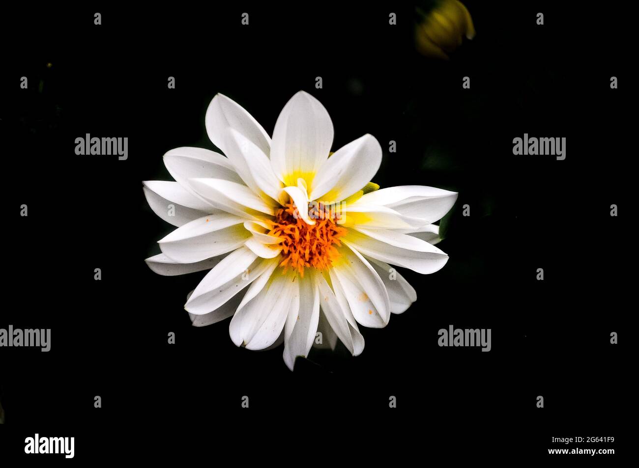 Weiße Daspethiya Blume im dunklen Objekt im botanischen Garten peradeniya Stockfoto