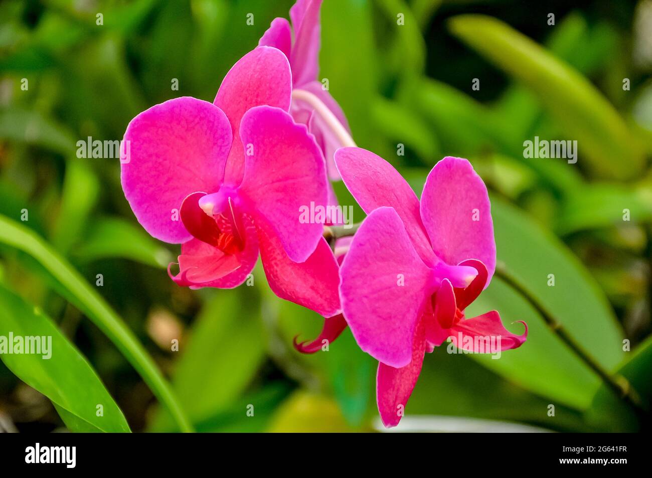 Doppelte rosa orkid Blumen in peradeniya botanischen Garten Stockfoto