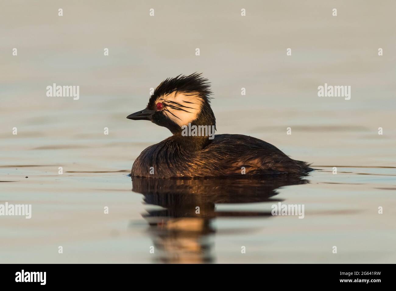 Weißgetufter Grebe (Rollandia rolland) in der Feuchtgebietsumgebung von Pampas, Provinz La Pampa, Patagonien, Argentinien. Stockfoto