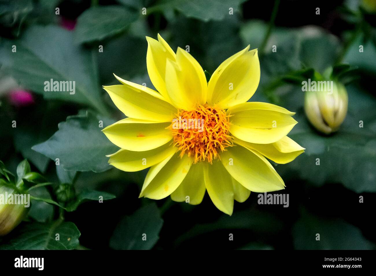 Gelbe Daspethiya natürliche schöne Blume im peradeniya Blumenpark Stockfoto