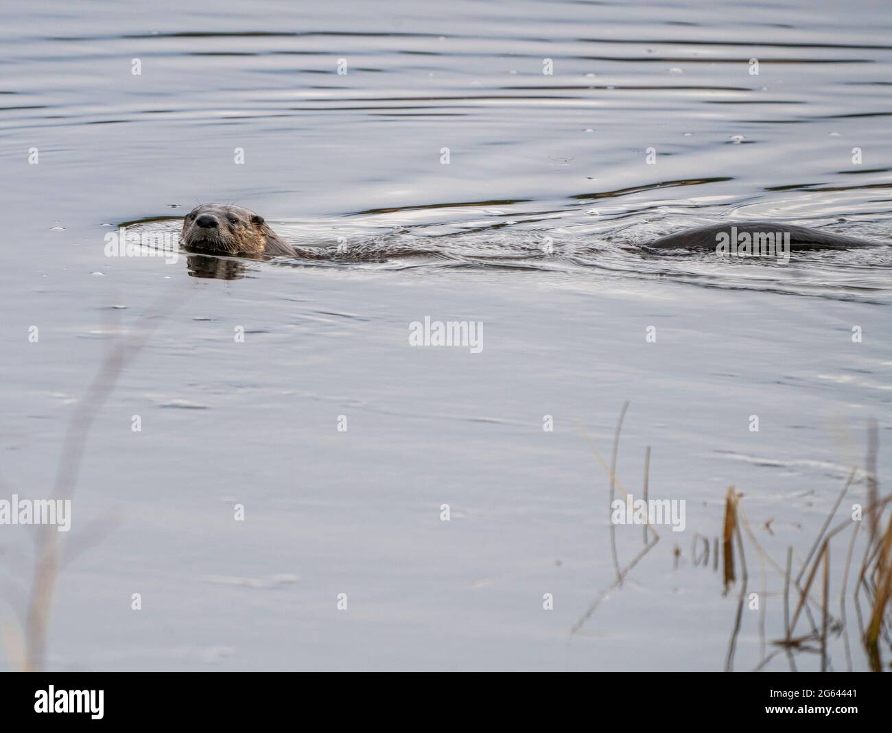 Nahaufnahme River Otter Northern Saskatchewan Canada Stockfoto