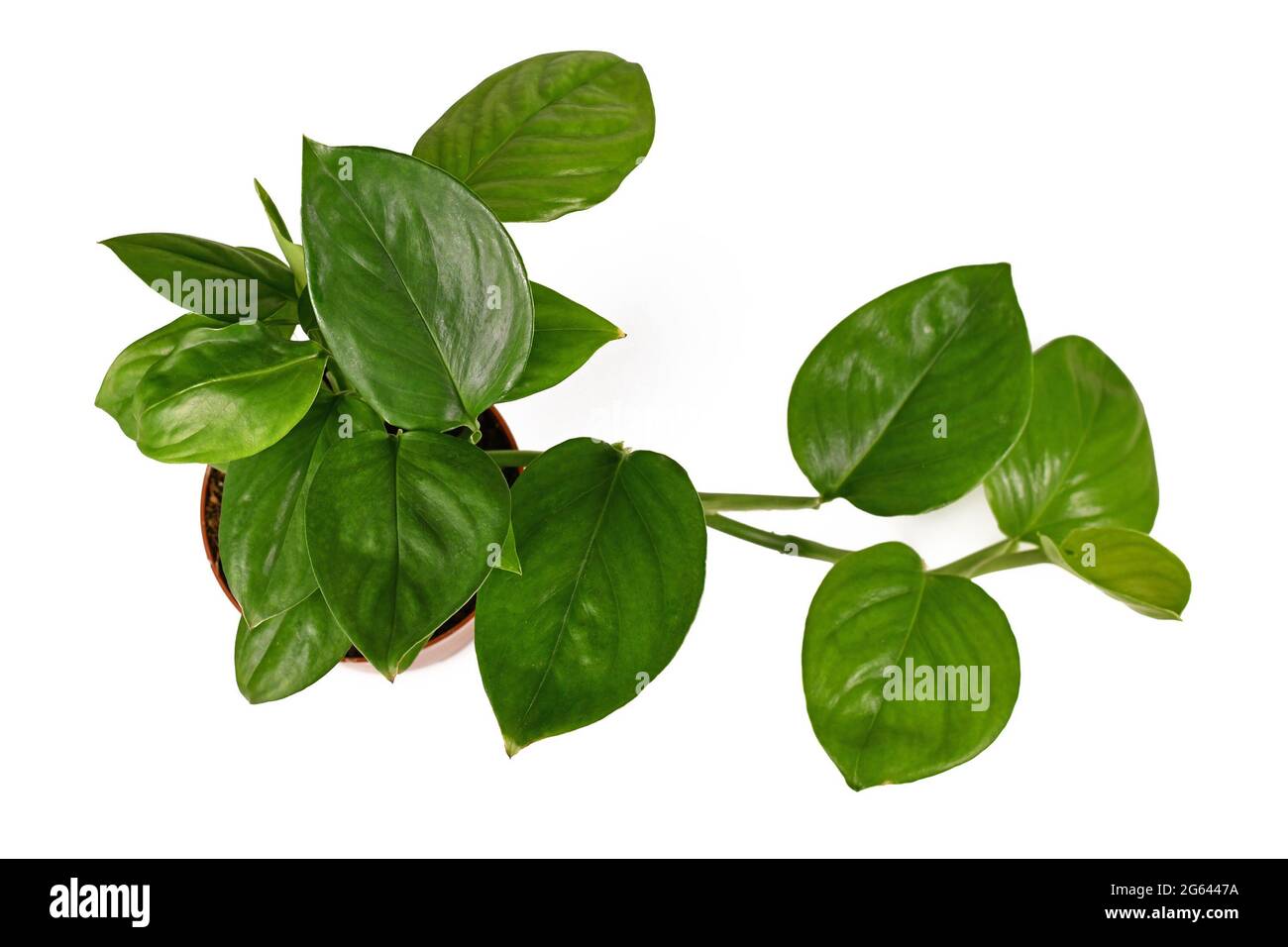 Draufsicht auf die tropische 'Monstera Friedrichsthalii'-Zimmerpflanze in  Blumentopf isoliert auf weiem Hintergrund Stockfotografie - Alamy