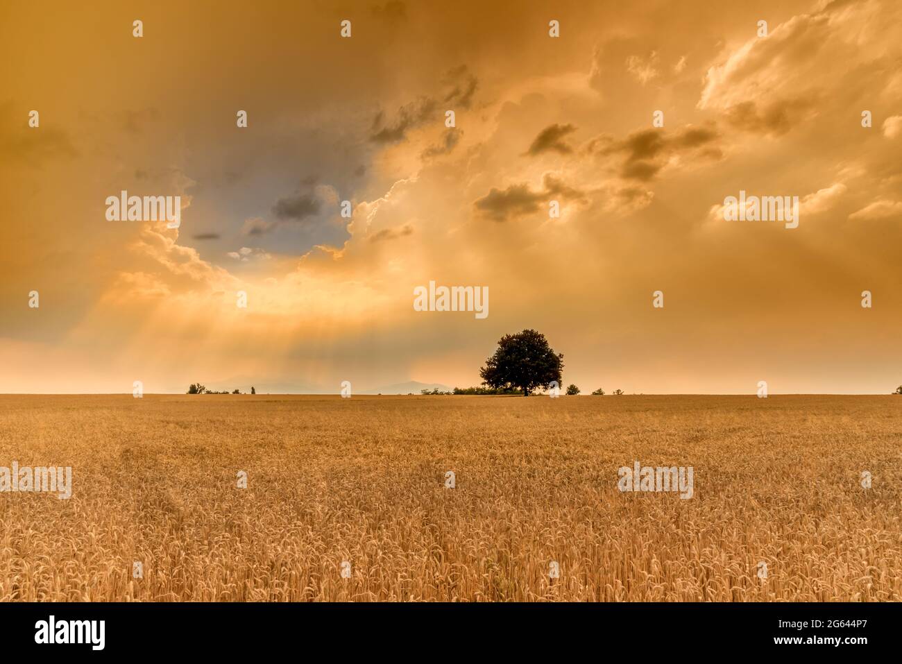 Goldenes Weizenfeld, Landschaft mit bewölktem Himmel bei Sonnenuntergang mit Sonnenstrahlen Stockfoto