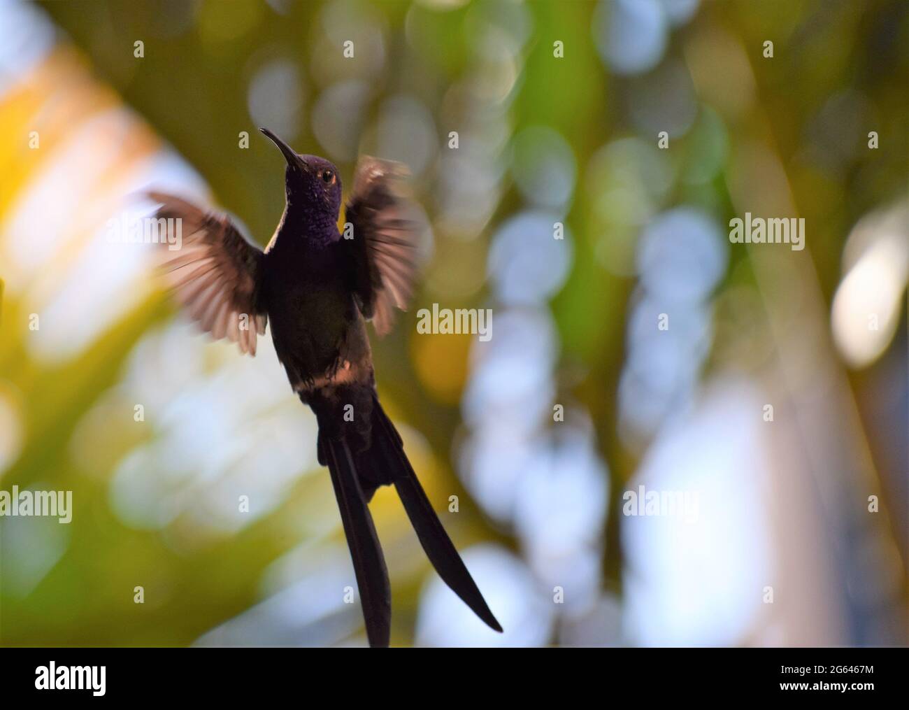 beija-Flor-tesoura Stockfoto