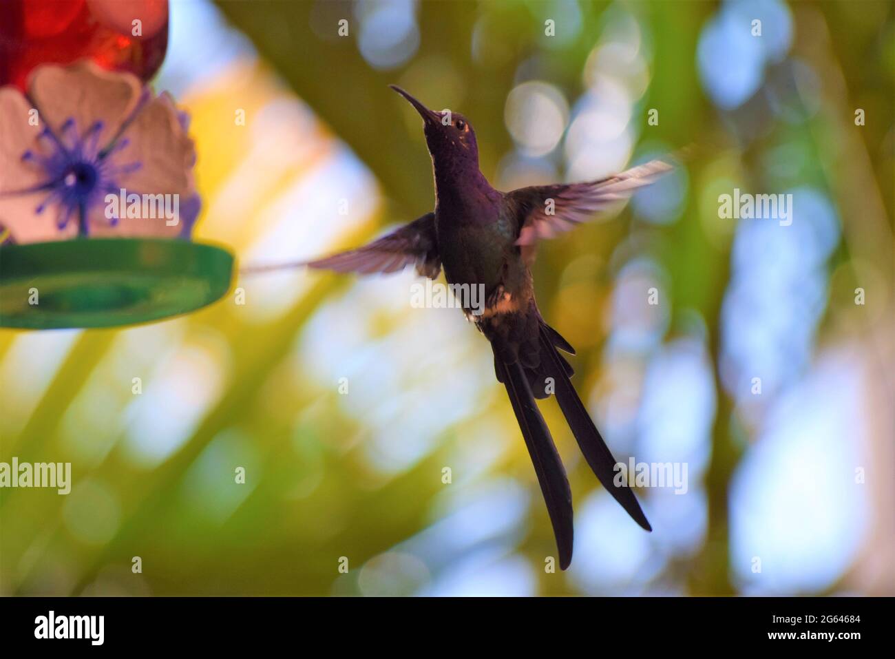 beija-Flor-tesoura Stockfoto