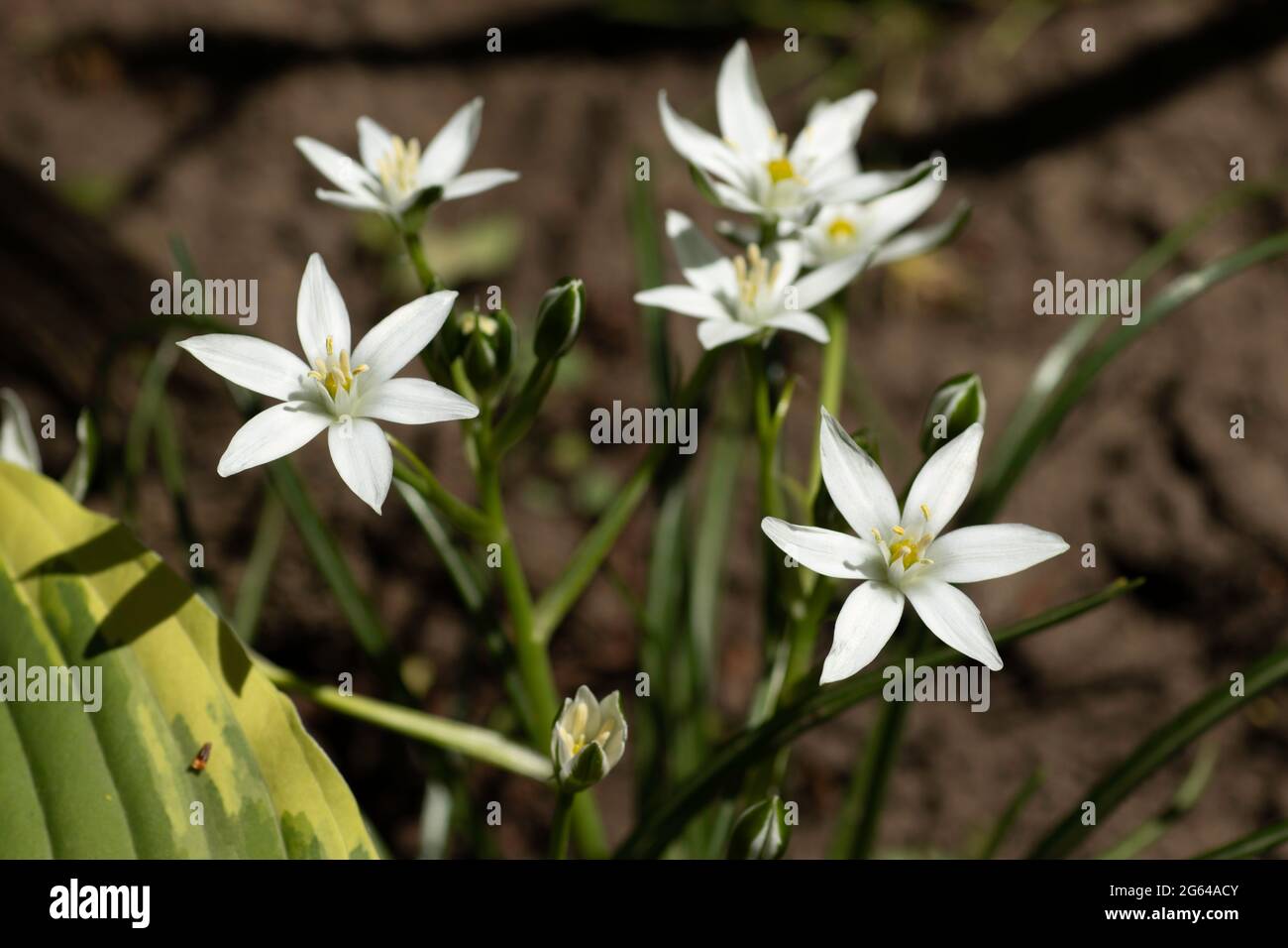 Kleine weiße Blüten Sternchen, auf dem Boden in grünen Blättern Stockfotografie