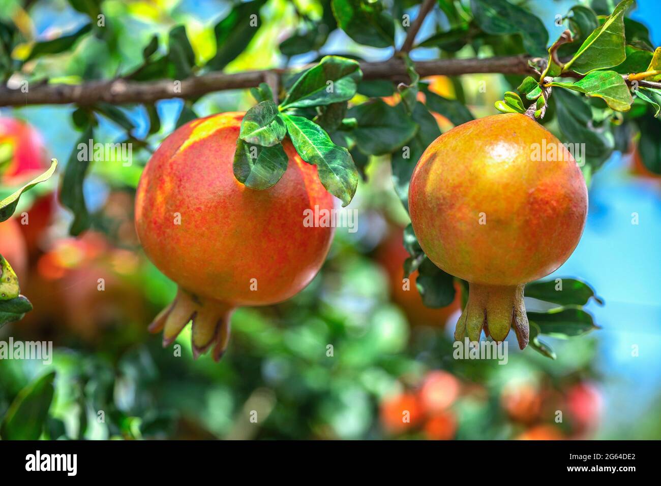 Nahaufnahme Paar Granatapfel Früchte, Punica Granatum hängen, wächst mit grünen Blättern im Garten Gartenbau. Stockfoto