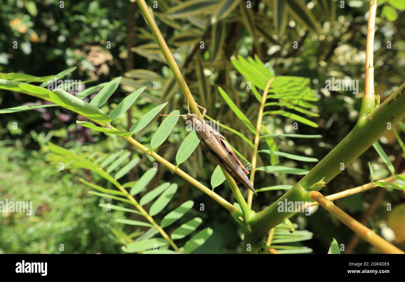 Die braune Farbe der Heuschrecke auf dem Stiel der pflanzlichen Kolibri-Pflanze Stockfoto