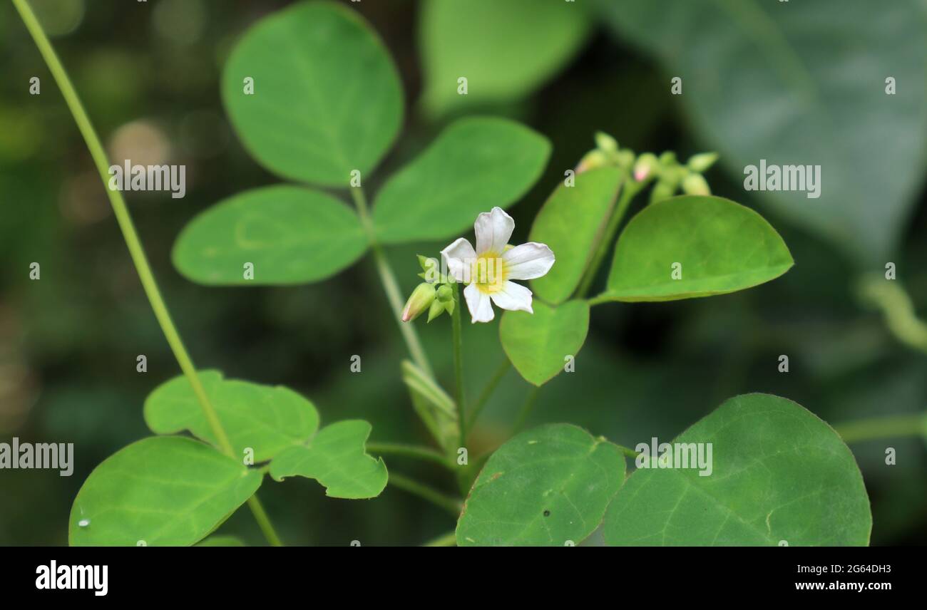 Nahaufnahme einer weißen Blume und einigen Knospen auf einer wilden Pflanze Stockfoto