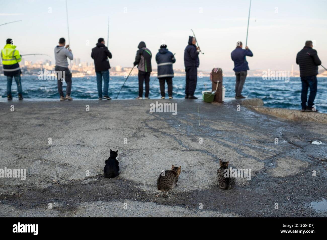 Katzen warten auf Fische in der Nähe der Fischer an der Küste in Istanbul, Türkei. Stockfoto