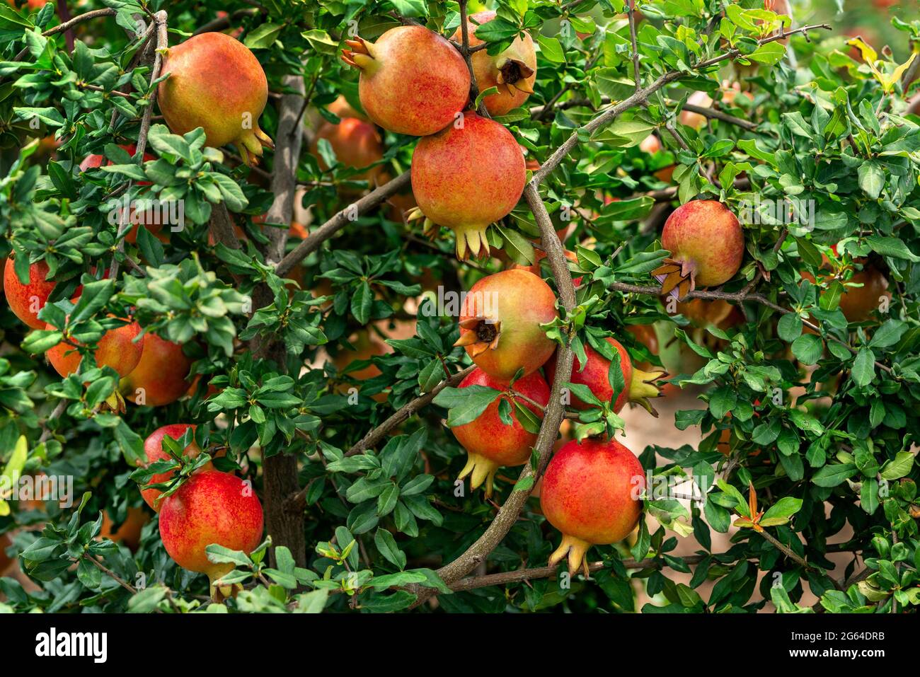 Trauben von roten Granatapfelfrüchten, Punica Granatum hängend, wächst mit grünen Blättern auf Ästen im Gartenbaugarten. Stockfoto