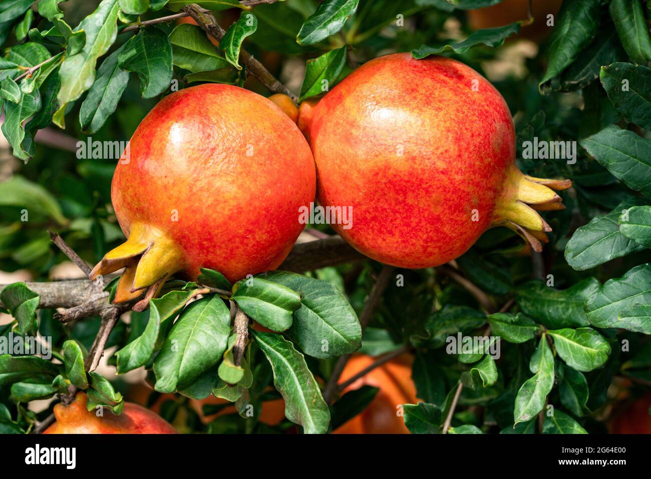 Nahaufnahme mit einem Paar roter Granatapfelfrüchte, hängender Punica Granatum, die mit grünen Blättern auf einem Zweig in der Gartenbaufarm wächst. Stockfoto
