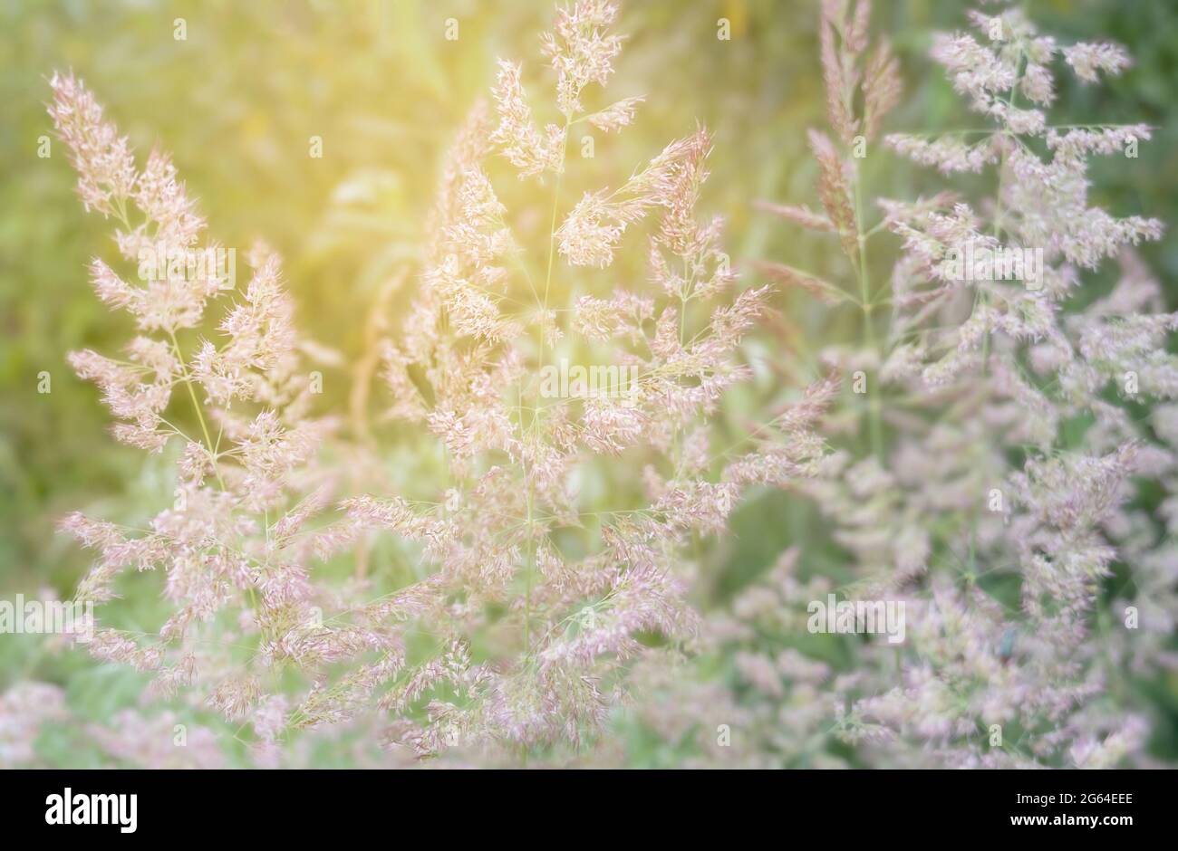 Pampas Gras, wächst getrocknete Blumen in den Strahlen des Sonnenuntergangs Sonnenlicht. Hochwertige Fotos Stockfoto