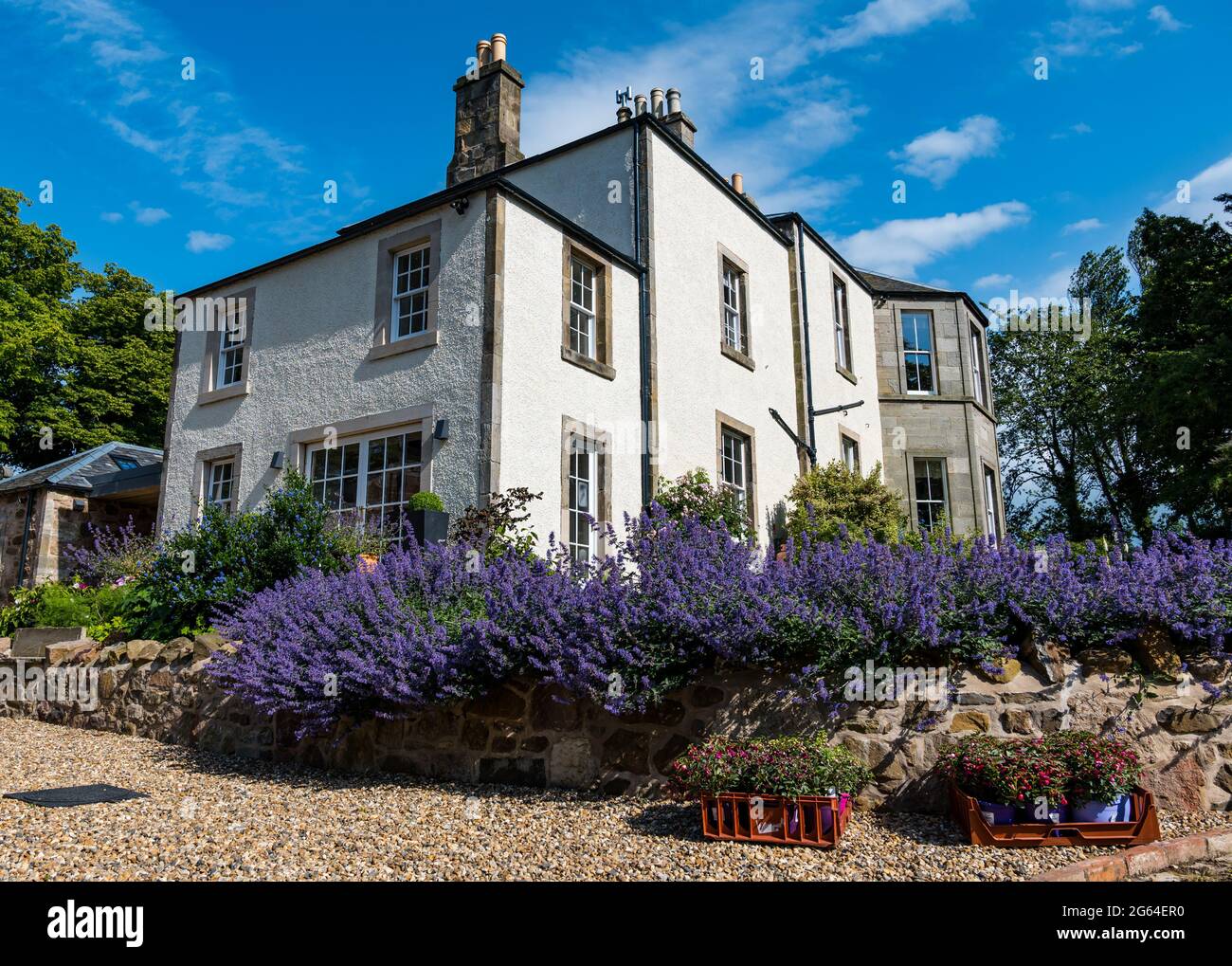 East Lothian, Schottland, Großbritannien, 2. Juli 2021. Scotland's Garden Scheme neue Garteneröffnung: Shane Corstorphine, ehemaliger CFO von Skyscanner und begeisterter Gärtner, hat 4 Jahre damit verbracht, die Gärten von Camptoun House zum ersten Mal für die Eröffnung vorzubereiten, um Geld für wohltätige Zwecke zu sammeln. Im Bild: Camptoun House, ein georgianisches Landhaus, mit einem Blumenbeet aus Katzenminze oder nepeta Stockfoto