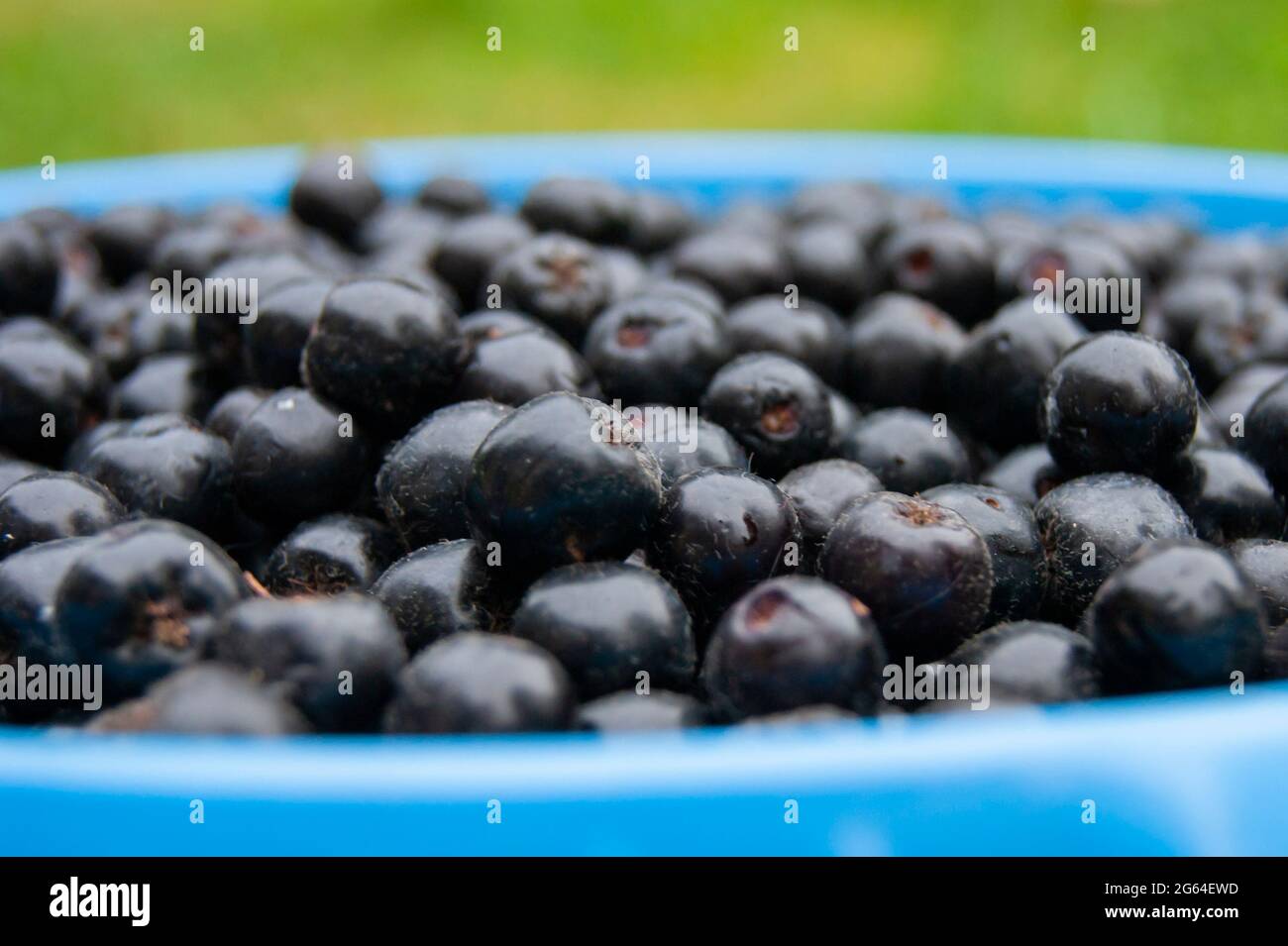Heidelbeeren in einem blauen Eimer auf einem grünen Naturhintergrund. Stockfoto