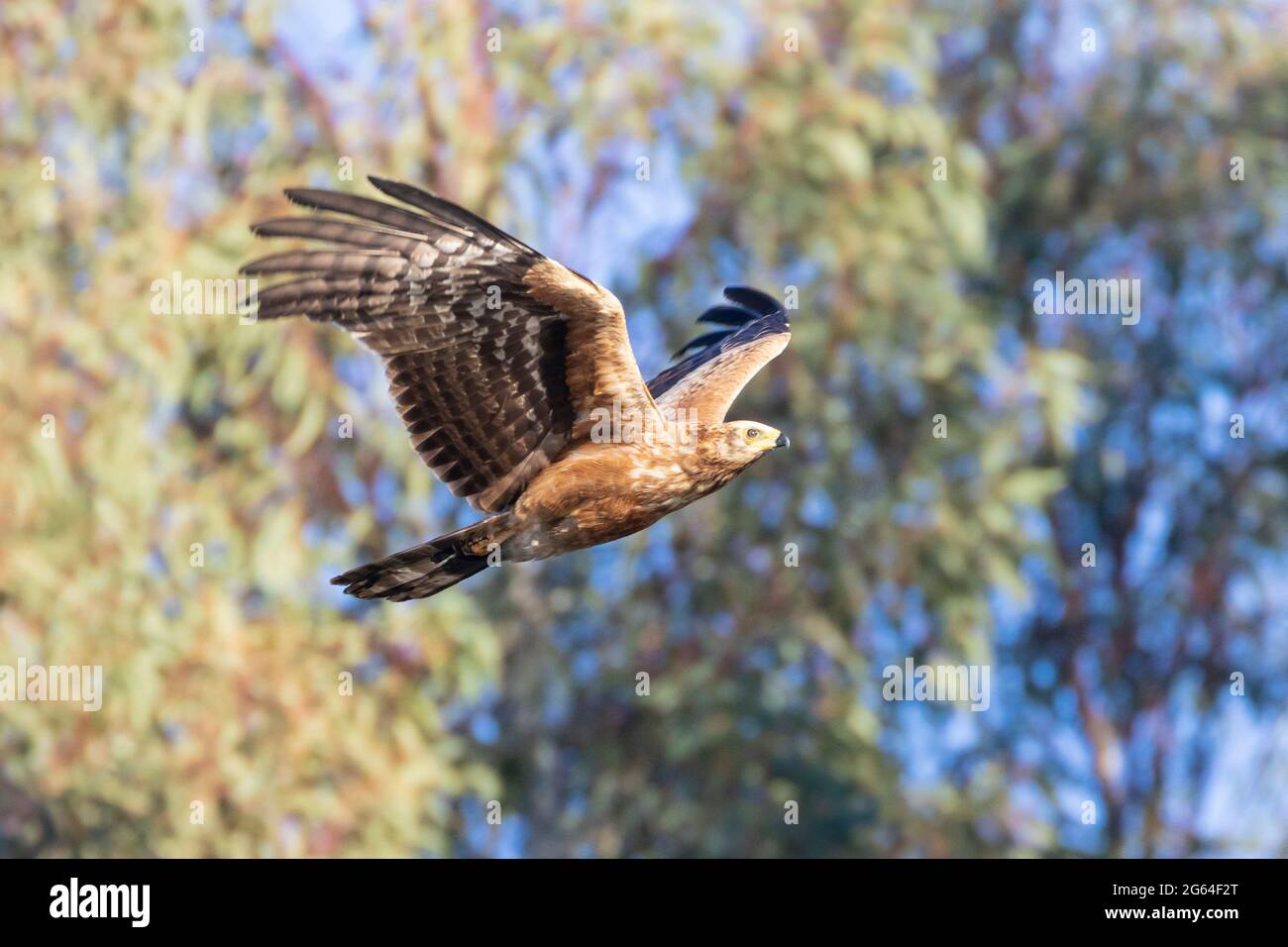 Unreifer afrikanischer Harrier-Falke (Polyboroides typus) im Flug, Robertson, Westkap, Südafrika. Dieser Vogel hat doppelgelenkige Knie, um ihn bei c zu unterstützen Stockfoto