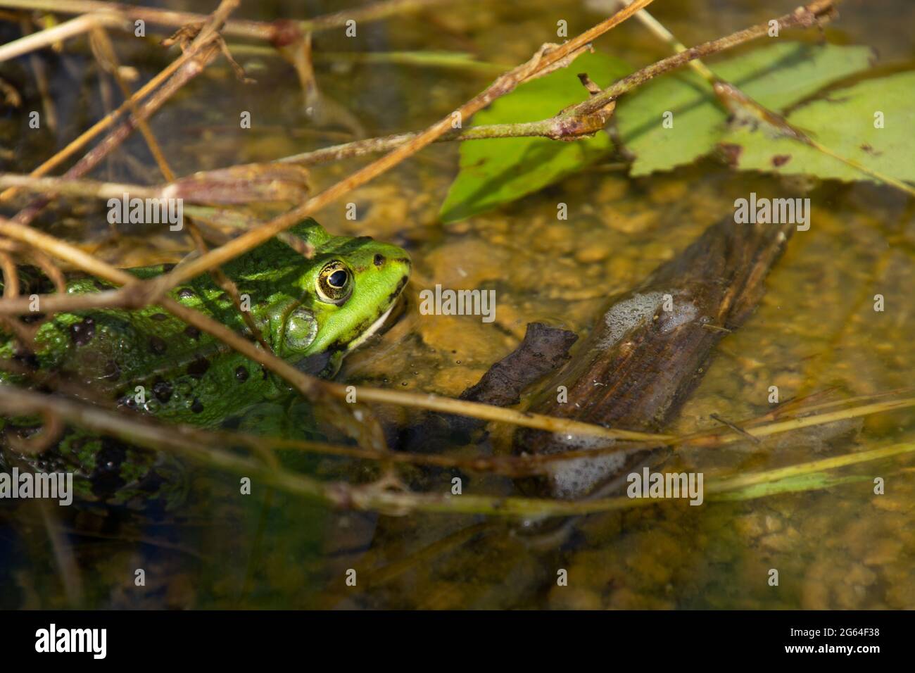 Gewöhnlicher Wasserfrosch erwachsenes Männchen, das im Wasser im Gartenteich sitzt Stockfoto