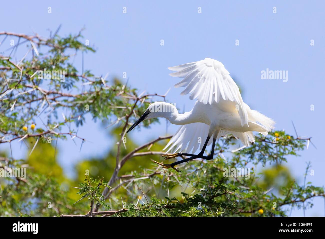 Kleiner Reiher (Egretta garzetta), der über Fever Trees, Leidam, Montagu, Westkap, Südafrika fliegt Stockfoto