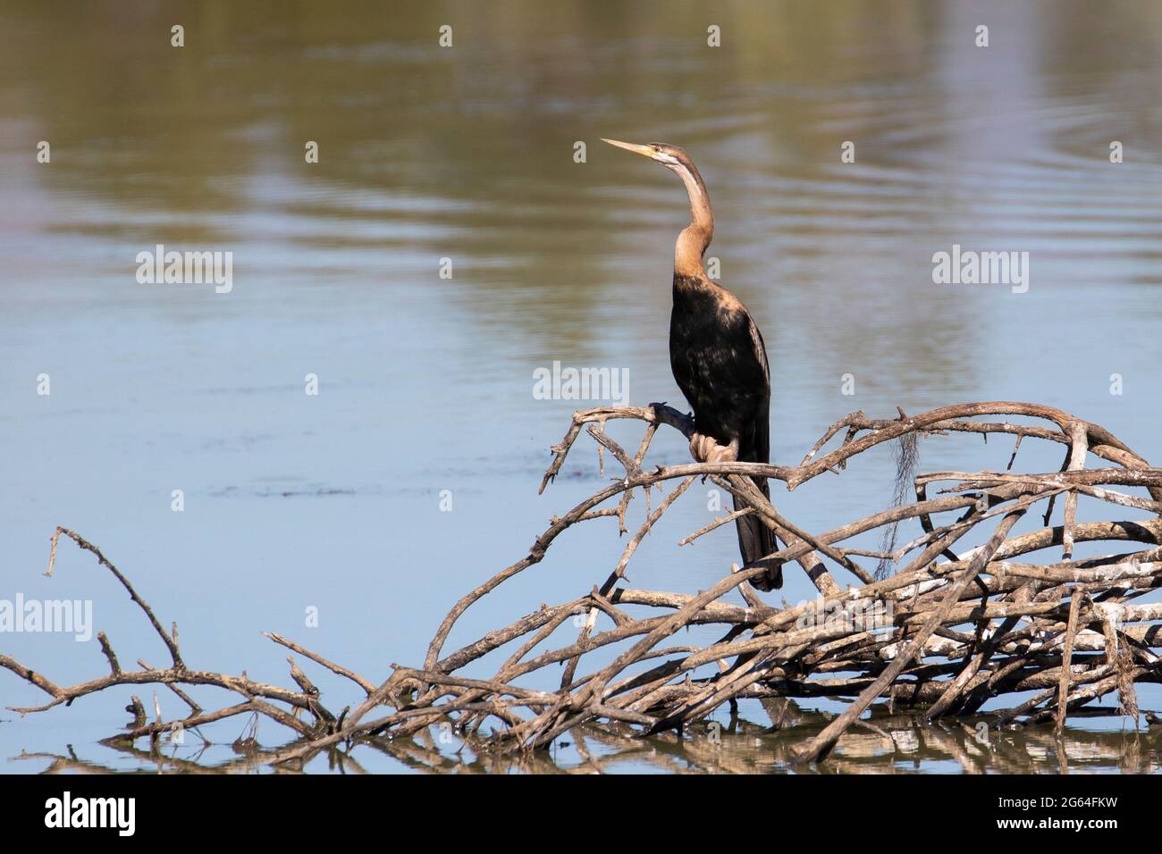 African Darter / Snakebird (Anhinga rufa rufa) am Breede River, Western Cape, Südafrika Stockfoto