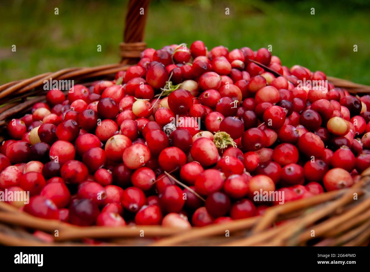 Frische Preiselbeeren in einem Korb auf dem Moos auf einem Grüne Natur Hintergrund Stockfoto