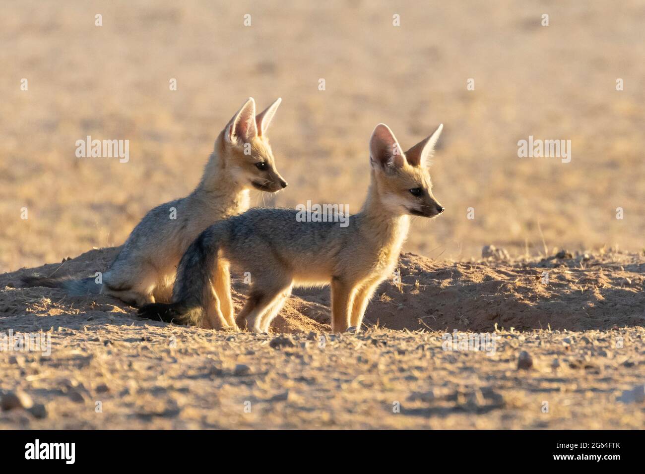 Cape Fox (Vulpes chama) zwei Kits warten auf Mutter in der Höhle, Kalahari, Nordkap, Südafrika im Morgengrauen, auch bekannt als Kama-Fuchs oder Silberrückenfuchs, Stockfoto