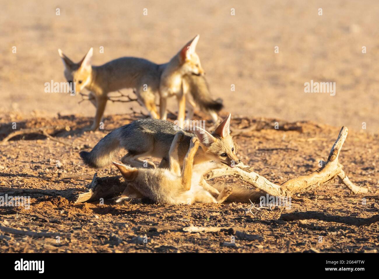Cape Fox (Vulpes chama) verspielte Wurf von Trikots in der Höhle, aka Cama Fox oder Silver-backed Fox, Kalahari, Northern Cape, Südafrika im Morgengrauen Stockfoto