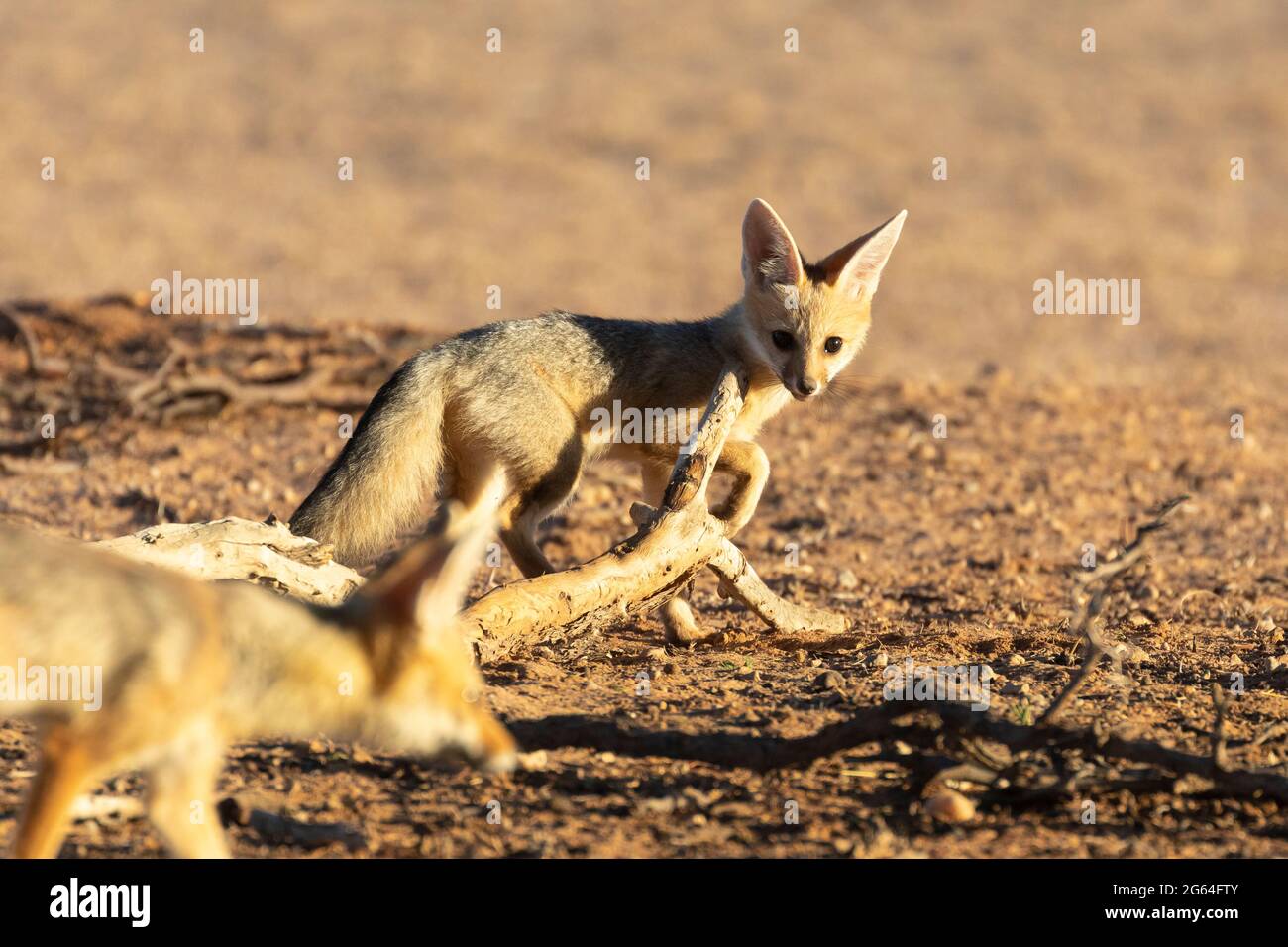 Cape Fox Welpen oder Trikots spielen (Vulpes chama) aka cama Fuchs oder silver-backed Fuchs, Kalahari, Northern Cape, Südafrika im Morgengrauen Stockfoto