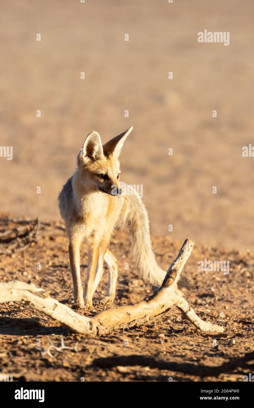 Alert Weibchen oder Füchse Cape Fox (Vulpes chama) alias cama Fuchs oder silberrückiger Fuchs, Kalahari, Nordkap, Südafrika in der Nähe der Höhle bei Sonnenaufgang Stockfoto